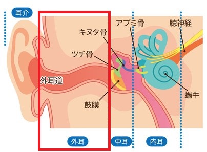 外耳炎の症状・原因・治療法