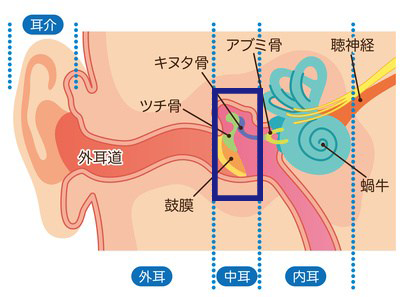 急性中耳炎の原因