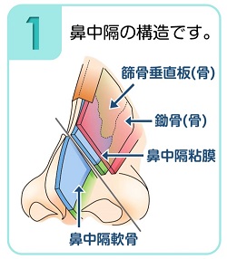 鼻中隔の構造